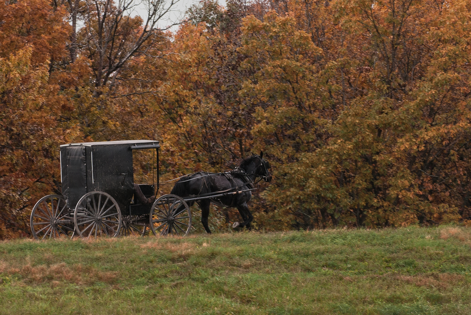 Everything You Want to Know About: Amish Transportation: Horse & Buggy