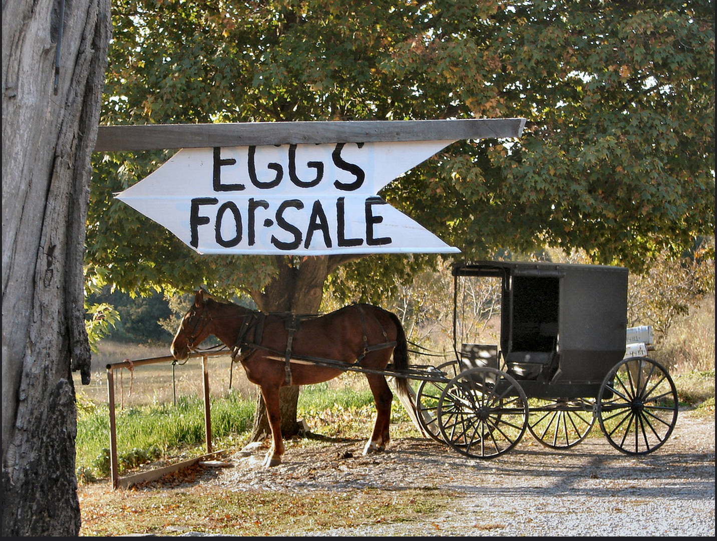 Everything You Want to Know About: Amish Businesses