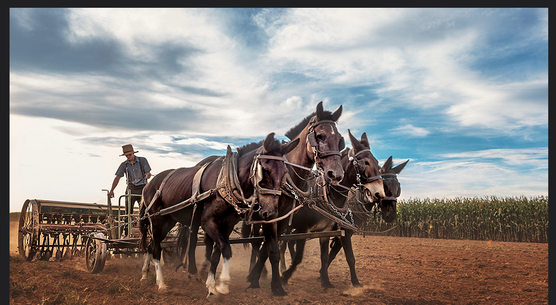 Everything You Want to Know About: Amish History : The Future