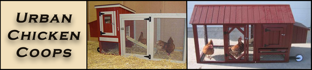 Urban Chicken Coops