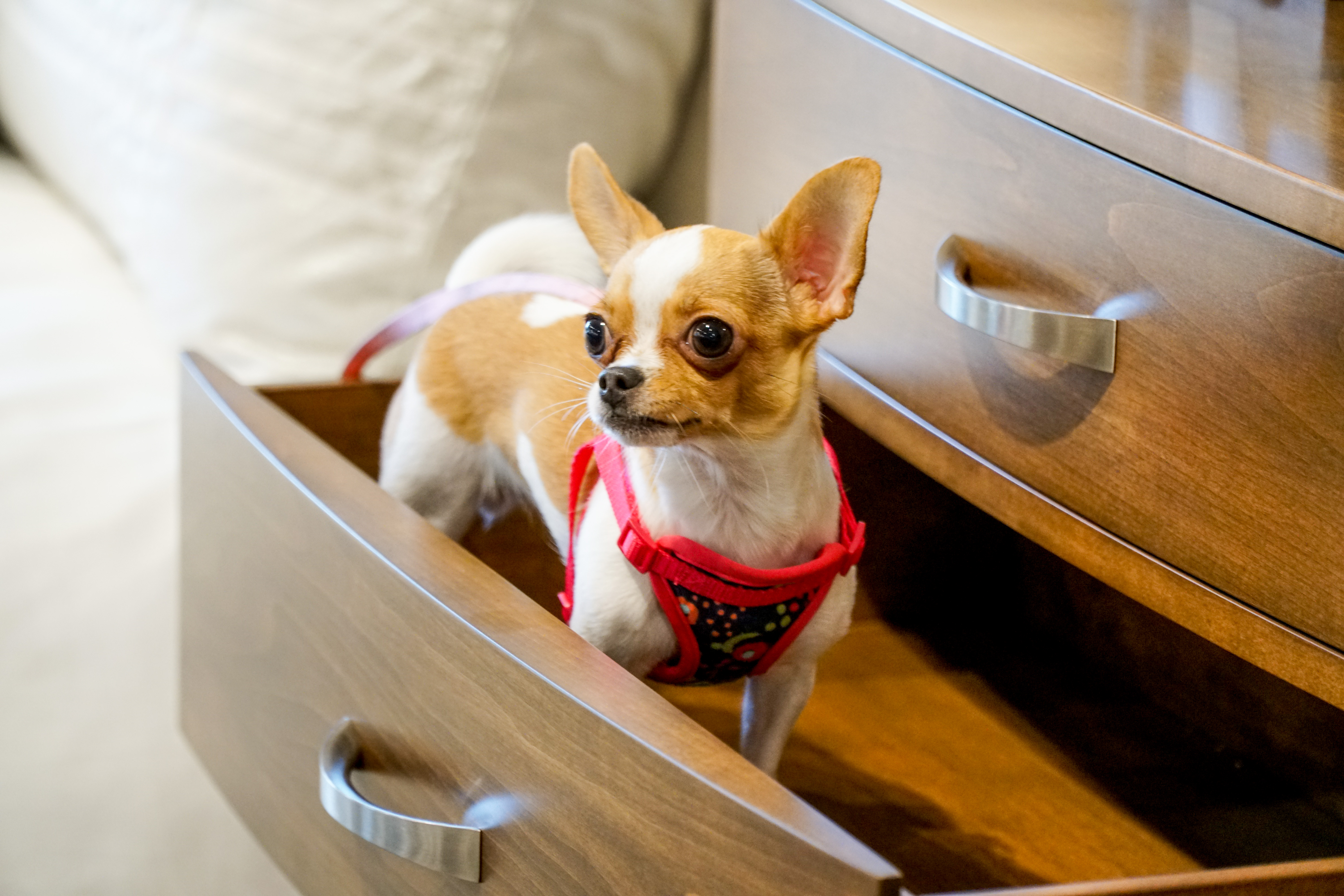 miss-potato-chip-in-drawer-17