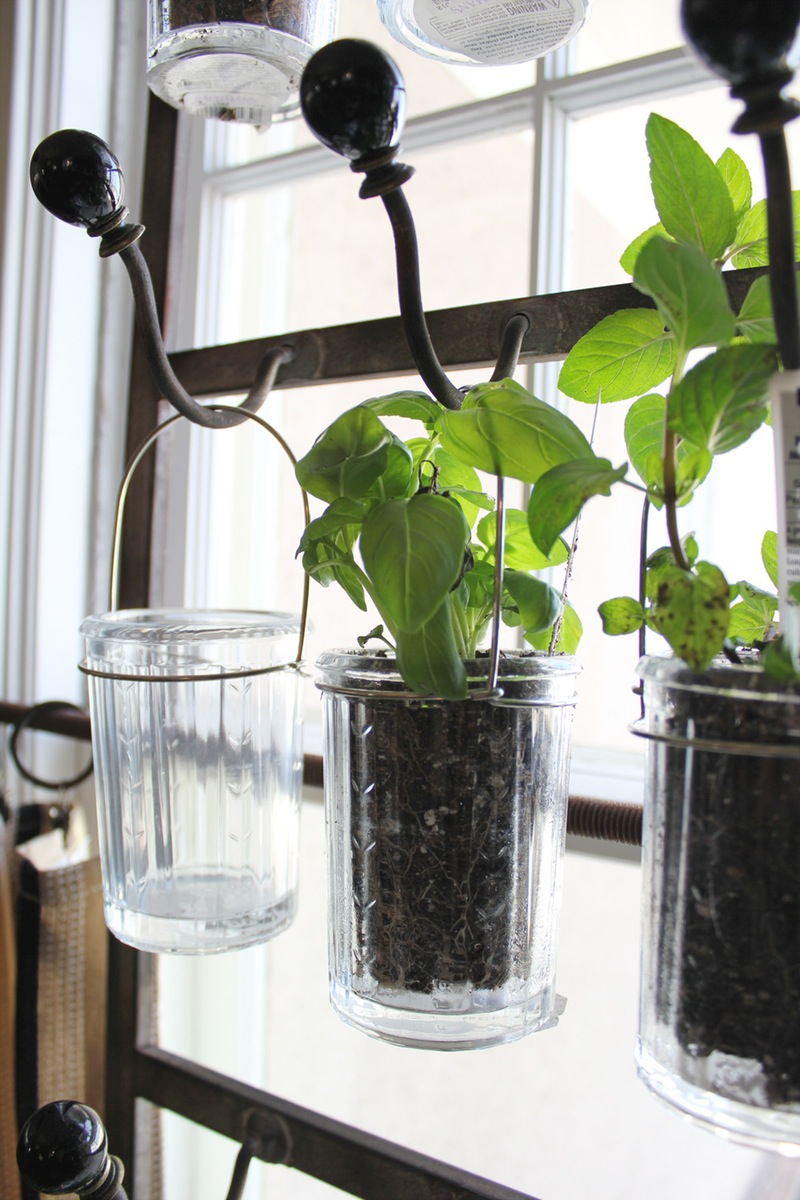 Hanging Herbs