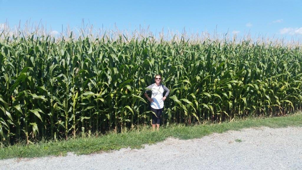 High corn in Pennsylvania's Amish Country