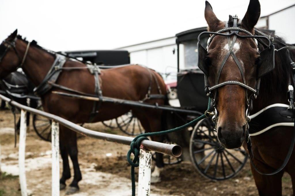 Horse and buggy parking outside of a woodshop. 