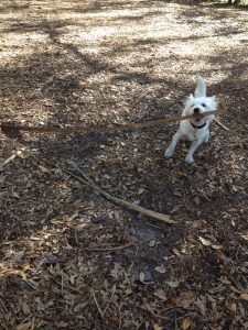 Bird Key Park in Sarasota, Florida is pet friendly.