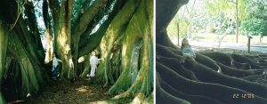 The Banyan Tree at Selby Gardens, Sarasota, Florida