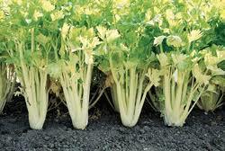 Planted celery for Amish wedding recipes.