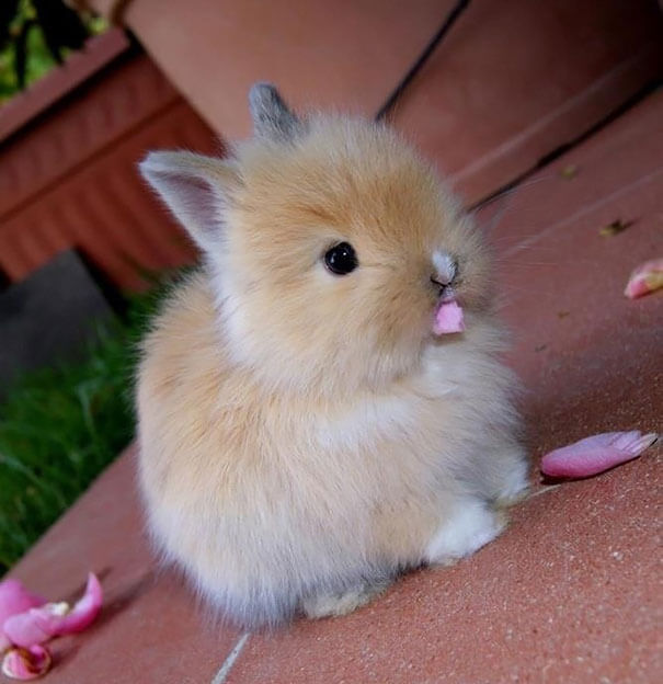 Cute bunny eating flowers via BoredPanda.com