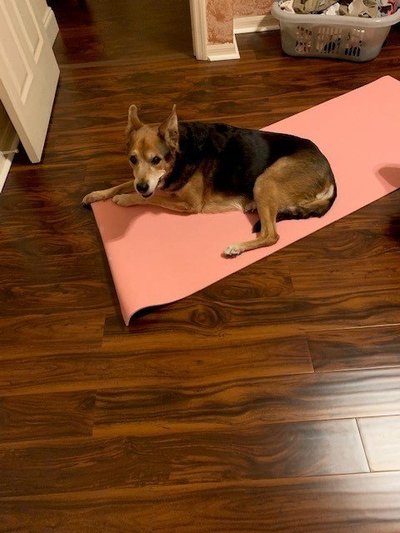 Stealing my yoga mat.