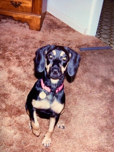 Nikki, adopted from the Sarasota Humane Society