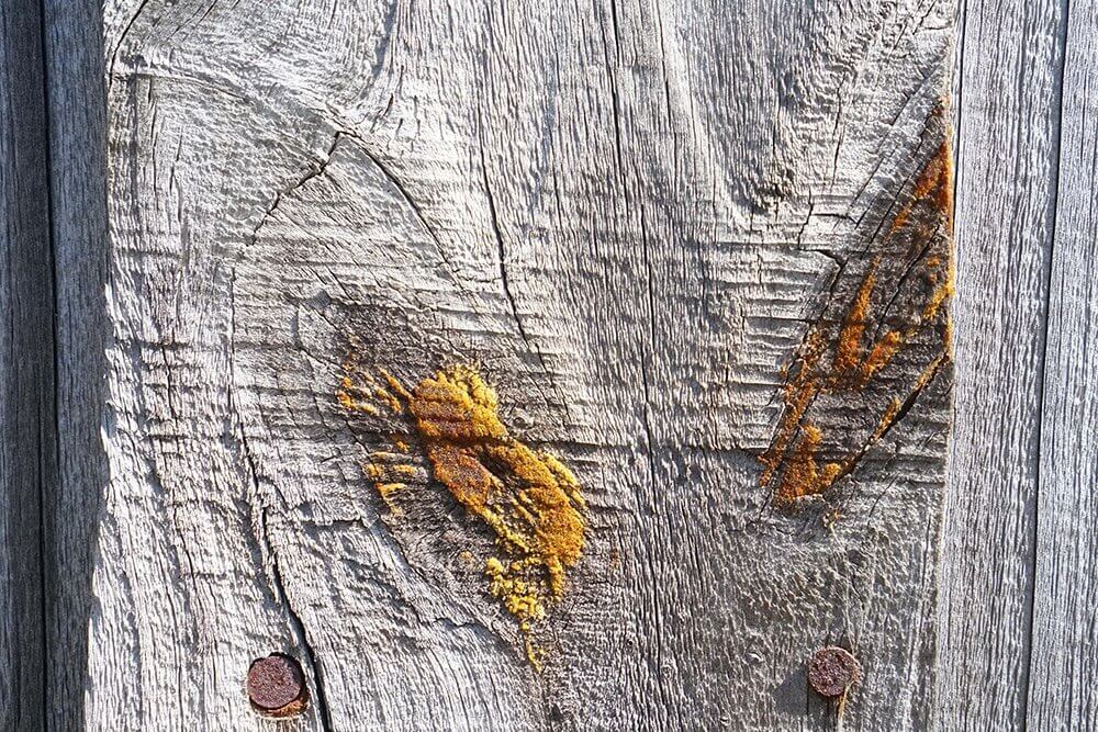 Pine Wood Resin