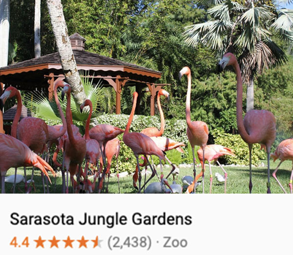 Flamingos wading at Sarasota Jungle Gardens