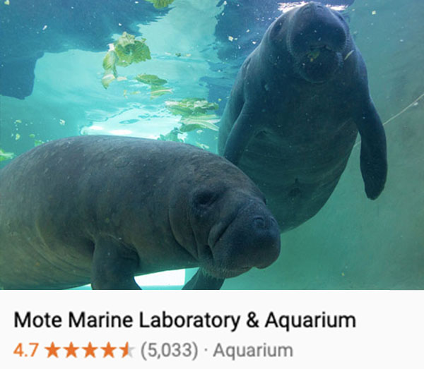 Manatees swimming and eating lettuce while rehabilitating at Mote Marine