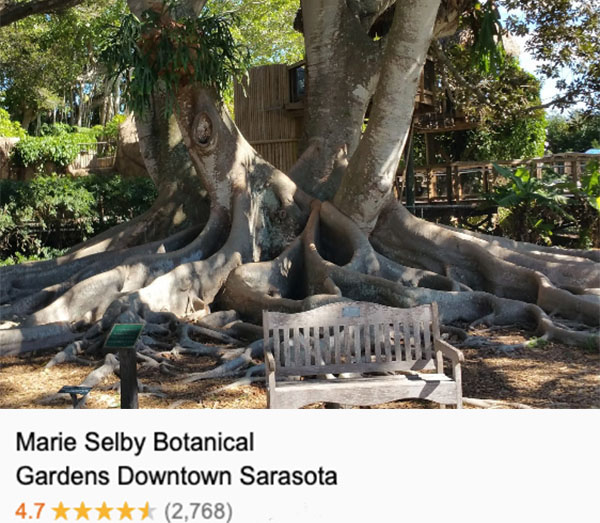 A wood bench sits in front of the sprawling network of a banyan tree's roots at the Marie Selby Botanical Gardens