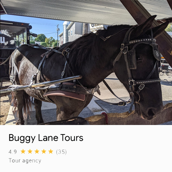 Photo of horse outside of the Buggy Lane Tours Building