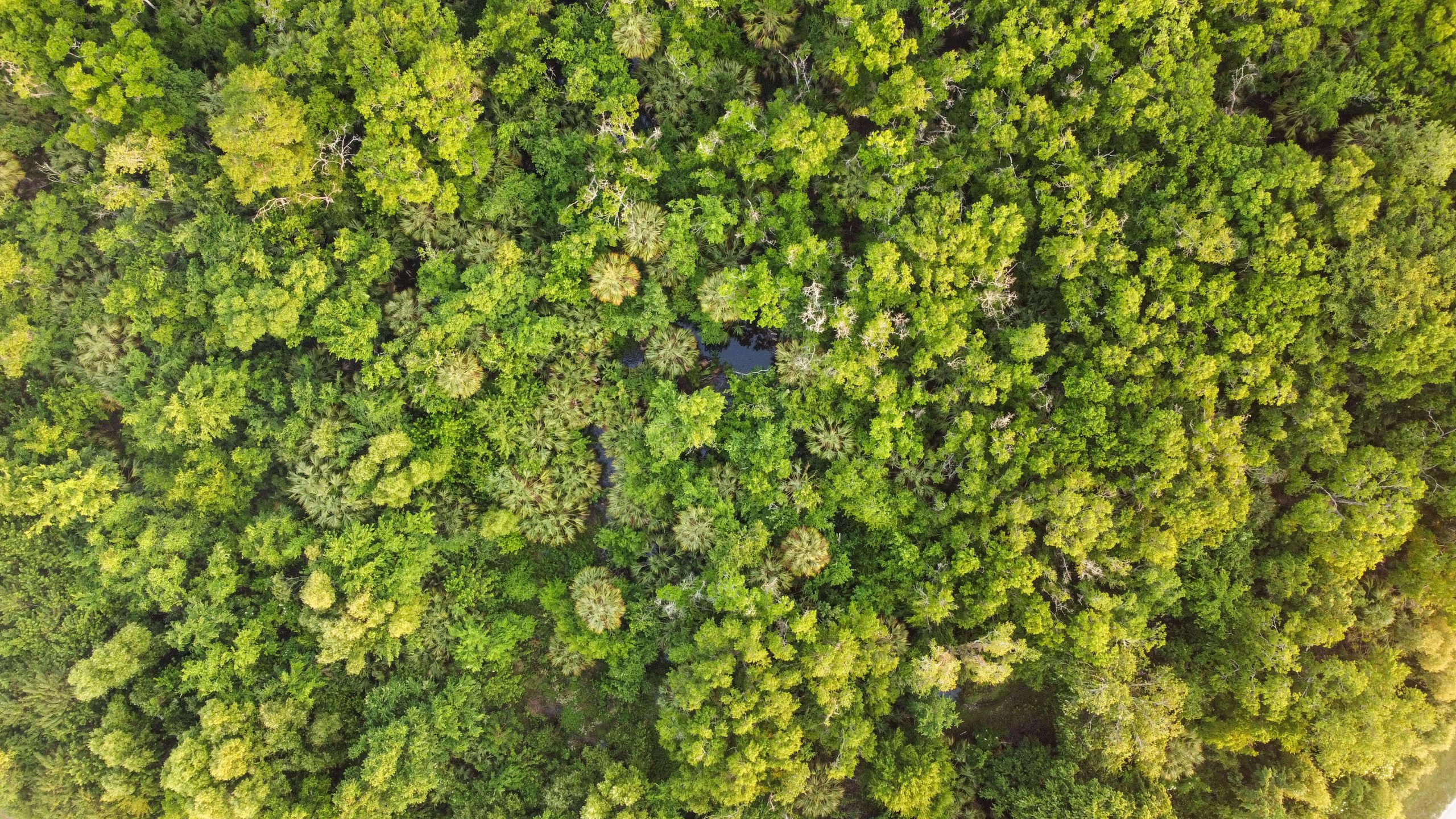 Aerial photo of forest from above, straight down