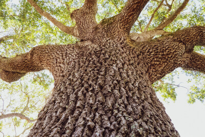 Tree trunk symbolizing DutchCrafters commitment to responsible wood sourcing