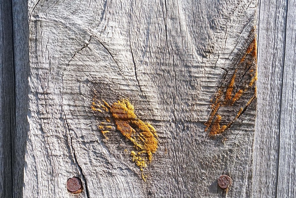 Pine's Natural Resin Seeping Through Old Fence Posts